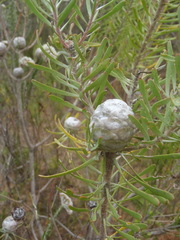 Leucadendron galpinii