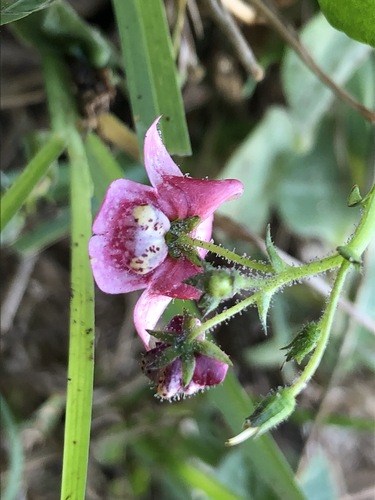 Diascia mollis
