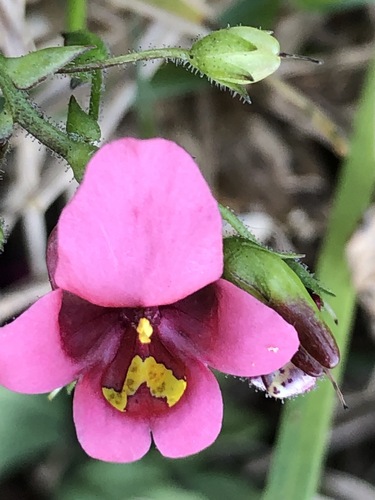 Diascia mollis, photograph 2