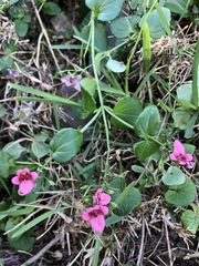 Diascia mollis, photograph (c) Tam, some rights reserved (CC BY-SA)