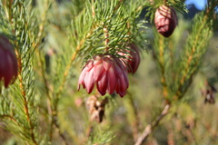 Protea nana