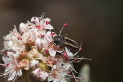 Acmaeoderini