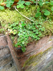 Epilobium brunnescens