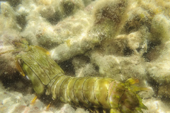 Gonodactylus chiragra