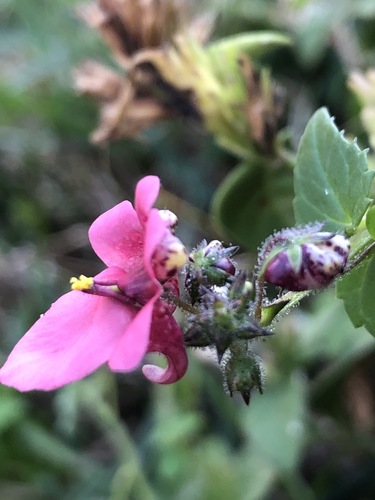 Diascia mollis, photograph 5