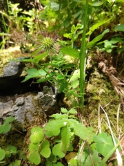 Acaena ovalifolia