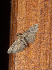 Eupithecia dubiosa