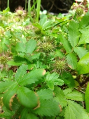 Acaena ovalifolia