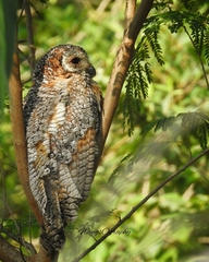 Strix ocellata