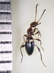 Anthelephila pedestris