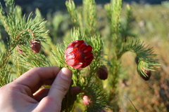 Protea nana