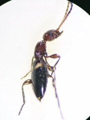 Anthelephila pedestris