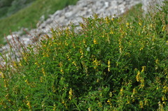 Astragalus penduliflorus