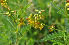 Astragalus penduliflorus