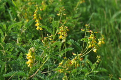 Astragalus penduliflorus