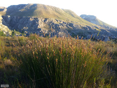 Askidiosperma andreaeanum