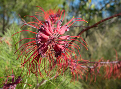 Grevillea dryandri