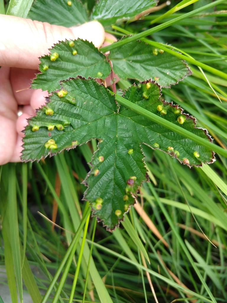 Dasineura ulmaria
