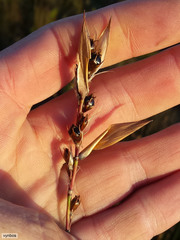 Askidiosperma andreaeanum