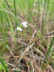 Galium labradoricum