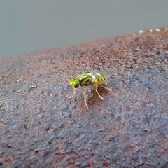 Oxycera variegata