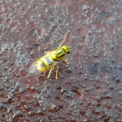 Oxycera variegata