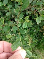 Salix aurita