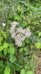 Achillea millefolium
