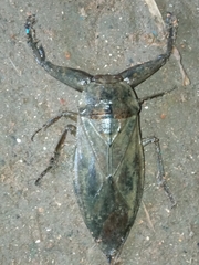 Kirkaldyia deyrolli