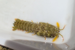 Gonodactylus chiragra