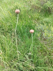 Cirsium dissectum