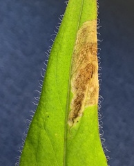 Calycomyza novascotiensis