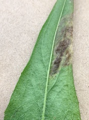 Calycomyza novascotiensis