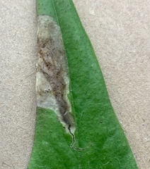 Calycomyza novascotiensis