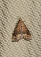 Schrankia taenialis