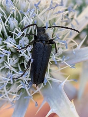 Cribroleptura otini
