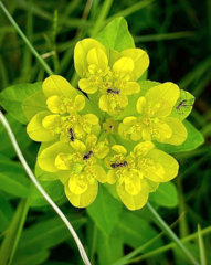 Euphorbia flavicoma
