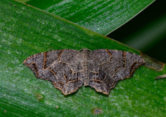 Hypophysaria integrata