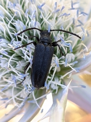 Cribroleptura otini