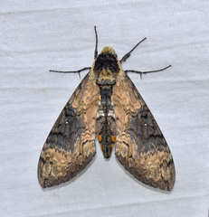 Manduca contracta