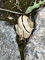 Cepaea nemoralis