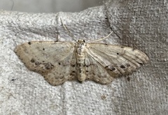 Idaea dimidiata