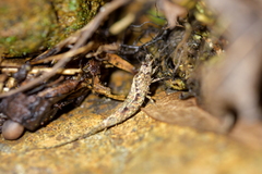 Nesomachilis