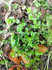 Epilobium pedunculare