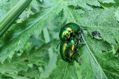 Chrysolina graminis