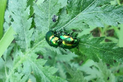 Chrysolina graminis