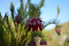 Protea nana