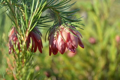 Protea nana