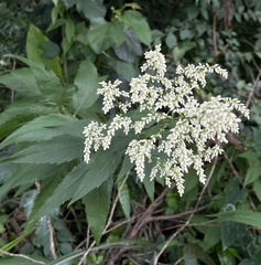 Artemisia anomala