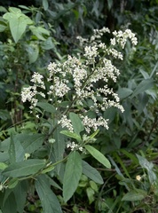 Artemisia anomala